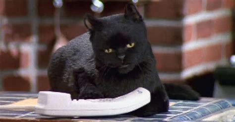 cat tv shows|famous cats in tv shows.